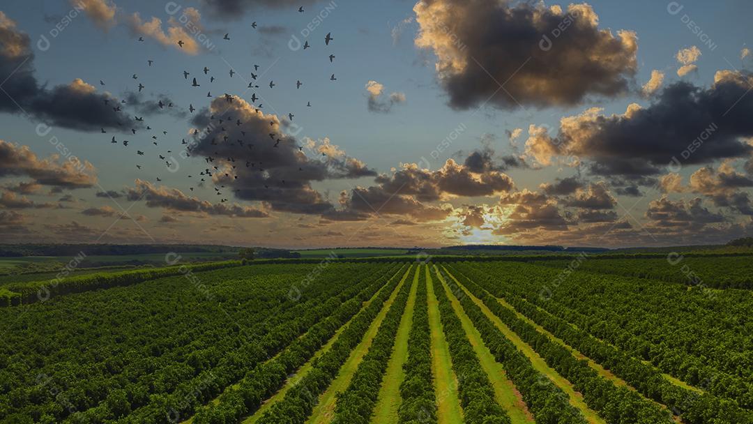 Plantas capim em por do sol