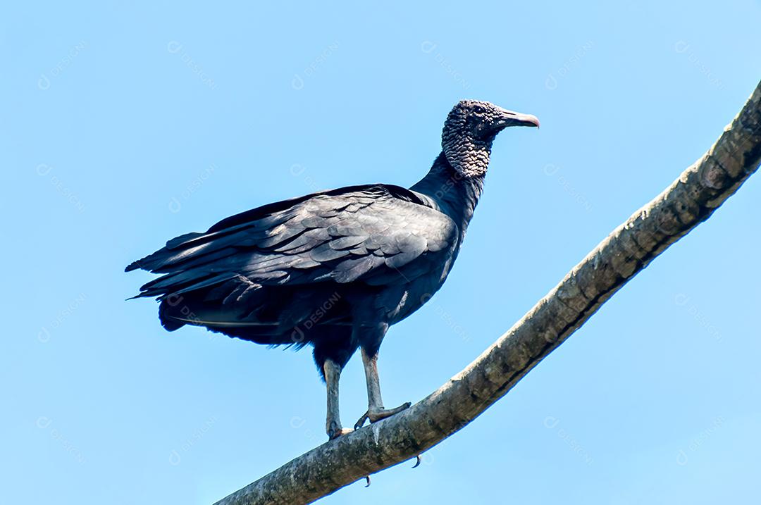 Abutre-preto em cima de uma árvore com céu azul ao fundo.