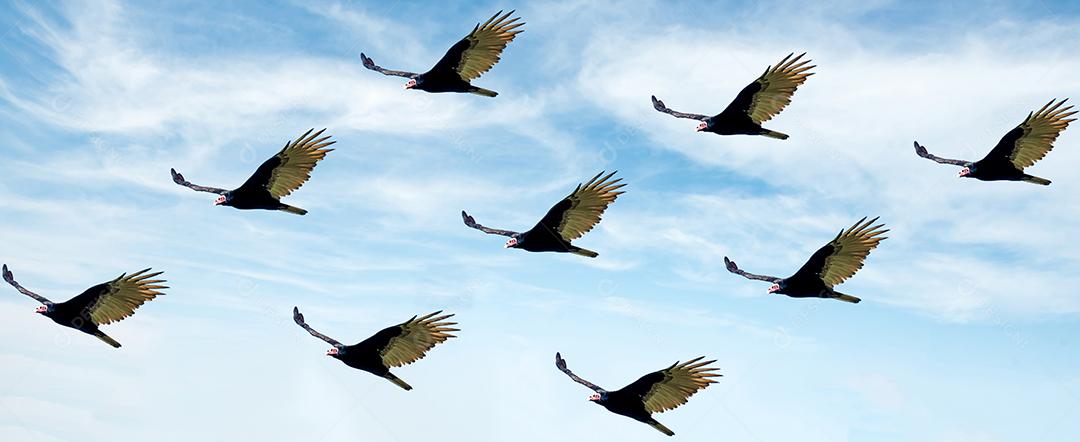 Céu azul com grupo de pássaros de abutre voando