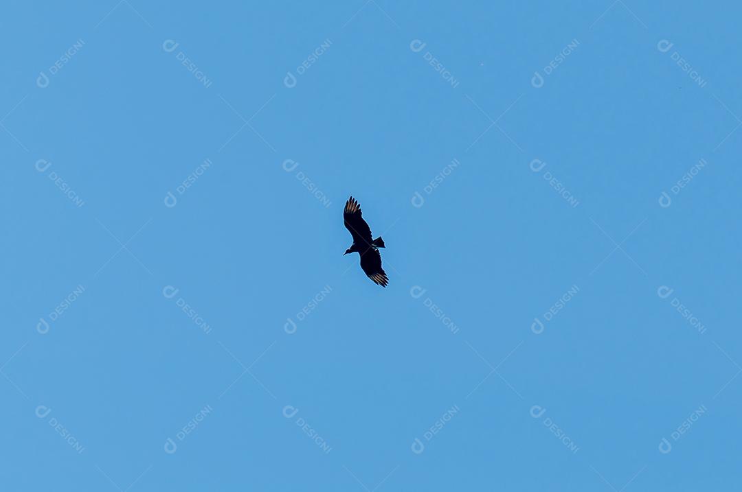 Céu azul com pássaro de abutre voando (aura de Cathartes)