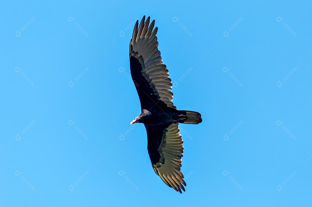 Céu azul com pássaro de abutre voando (aura de Cathartes)