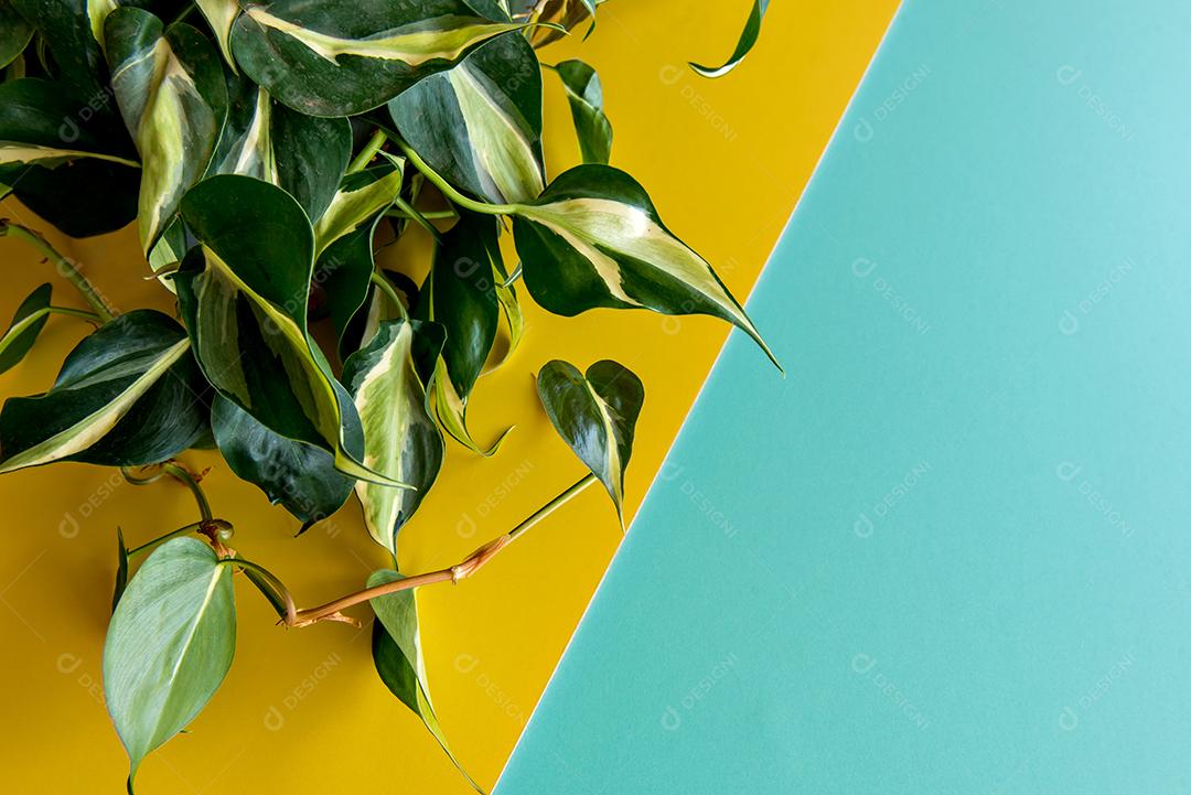 Planta de casa decorativa Philodendron Hederaceum Scandens Brasil. Comumente conhecido como Philodendron Brasil, fundo amarelo e verde