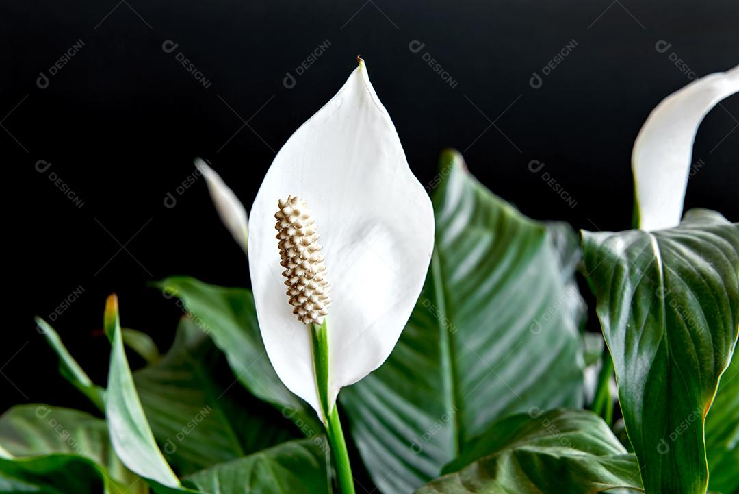 Planta de casa decorativa Spathiphyllum wallisii. Comumente conhecido como lírio da paz, fundo amarelo