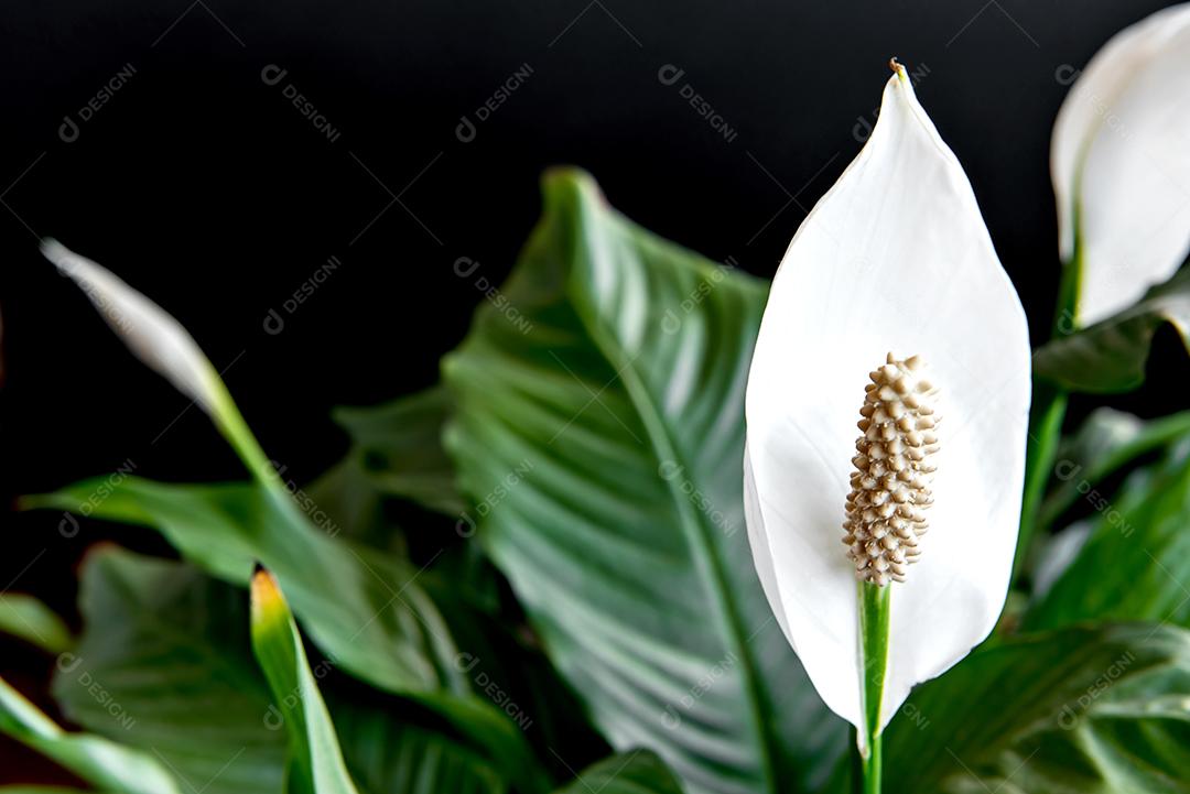 Planta de casa decorativa Spathiphyllum wallisii. Comumente conhecido como lírio da paz, fundo preto