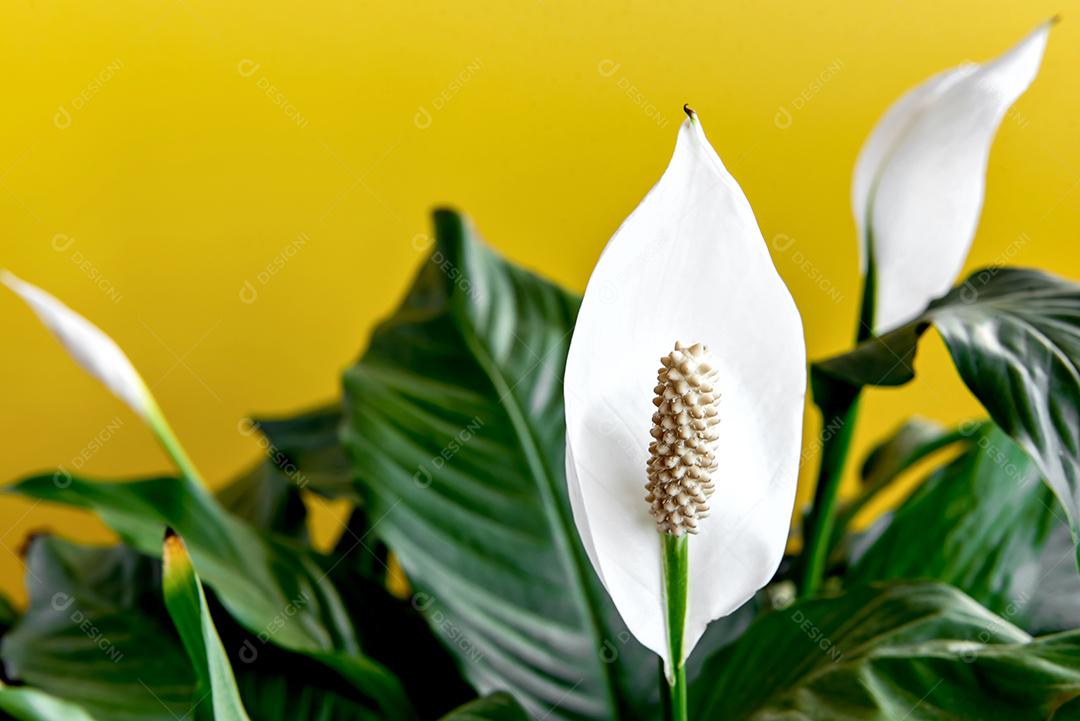 Planta de casa decorativa Spathiphyllum wallisii. Comumente conhecido como lírio da paz, fundo amarelo