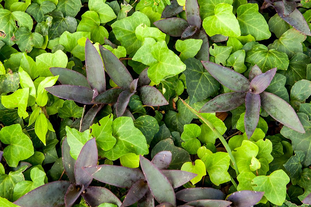 Textura de fundo de plantas no jardim, escalando a planta Ivy