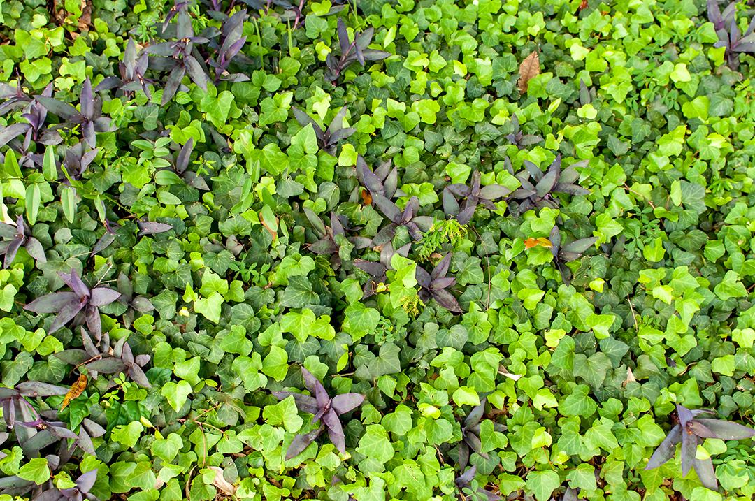 Textura de fundo de plantas no jardim, escalando a planta Ivy