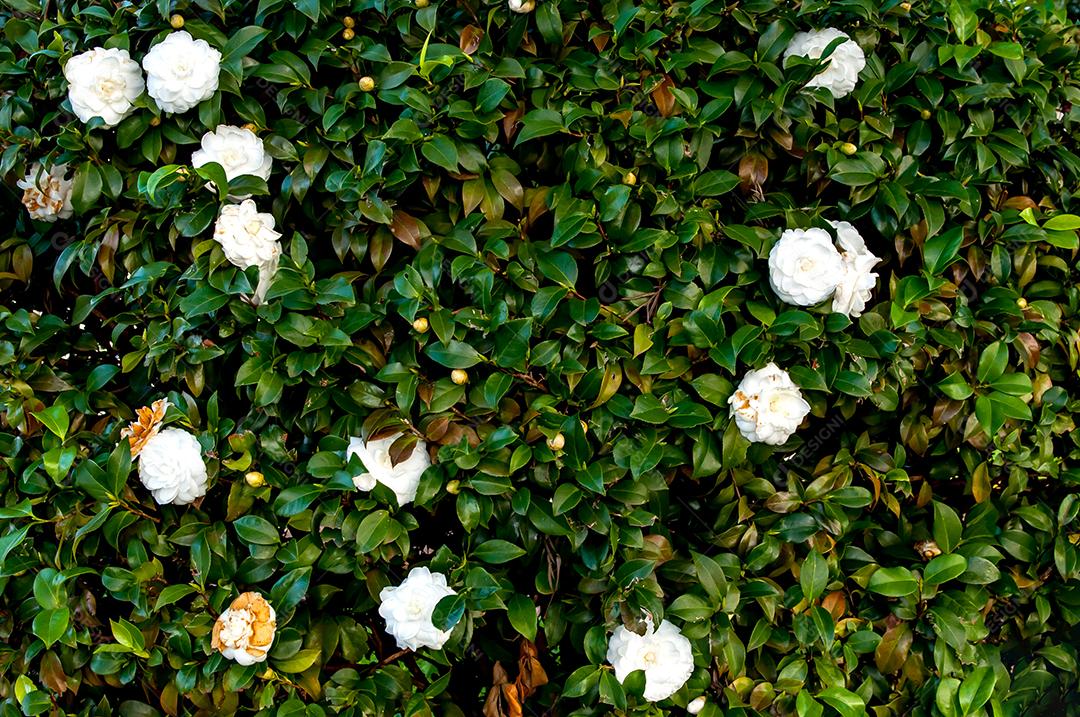 Lindas flores brancas Camellia Japonica
