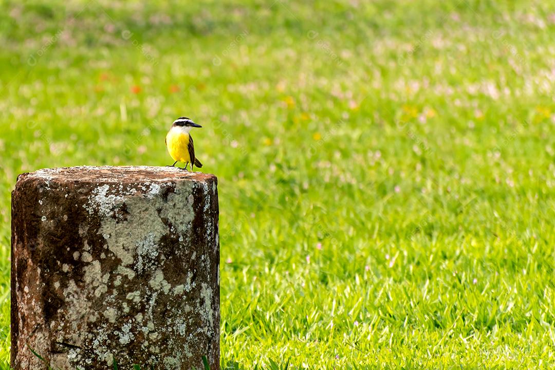 Belo pássaro amarelo no campo no Brasil, Great Kiskadee (Pitangus sulphuratus)