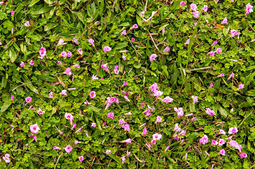 Fundo de textura de grama verde com flores cor de rosa.