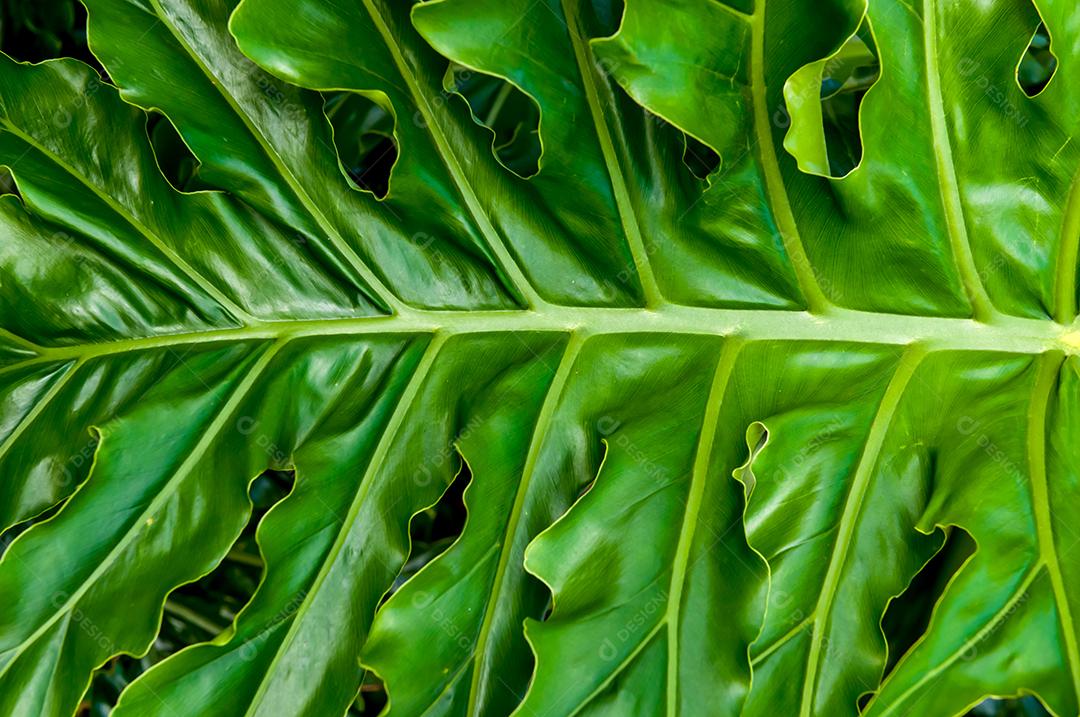 Fundo de textura de folha verde da planta filodendro de folha dividida (Thumatophyllum bipinnatifidum)