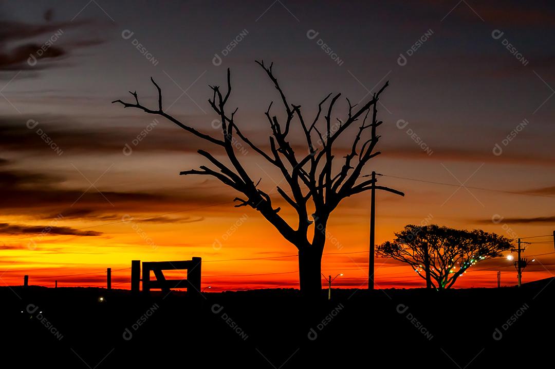 Silhueta de uma árvore seca em um pôr do sol vermelho
