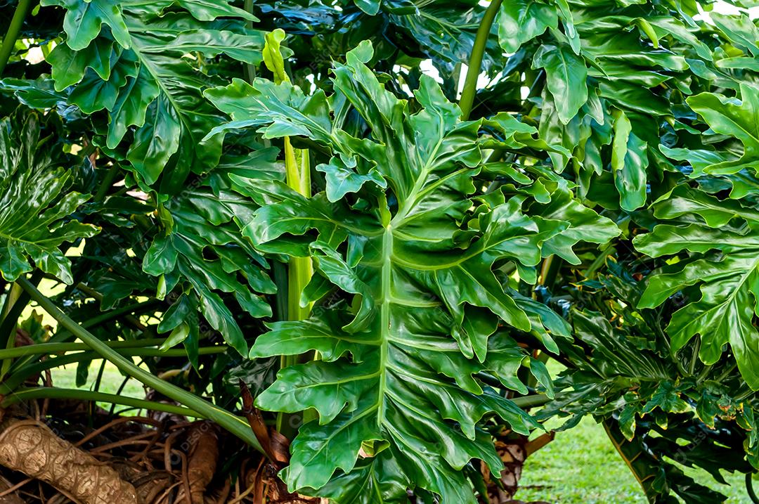 Planta filodendro de folhas divididas (Thumatophyllum bipinnatifidum)