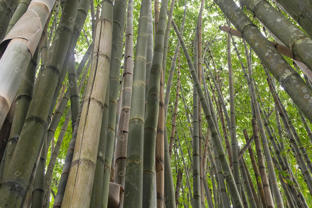 Floresta de bambu atrás do céu brilhante no Brasil