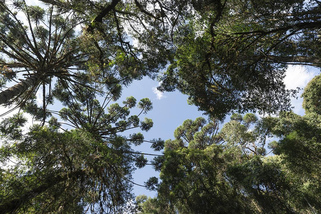 Topo das árvores de pinhais no sudeste do Brasil