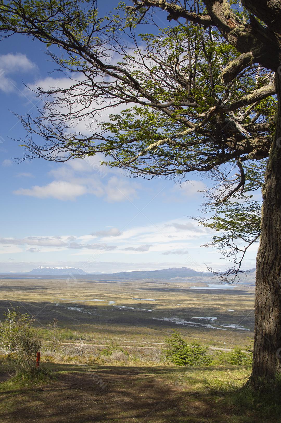 Árvore no topo de uma montanha em frente a um vale em Puerto Nat