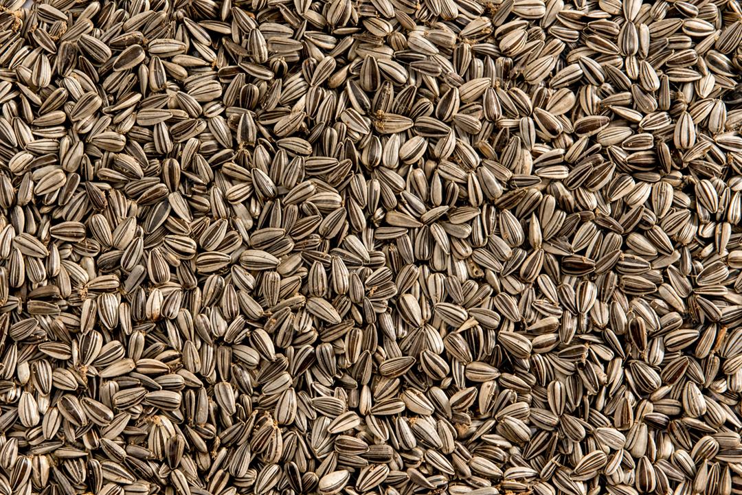 Fundo de textura de sementes de girassol. Vista do topo.