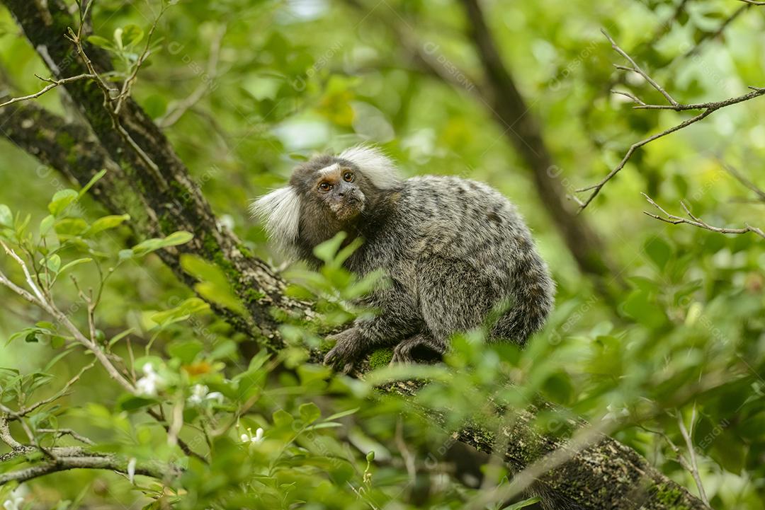 Macaco Callithrix em cima de arvore na floresta