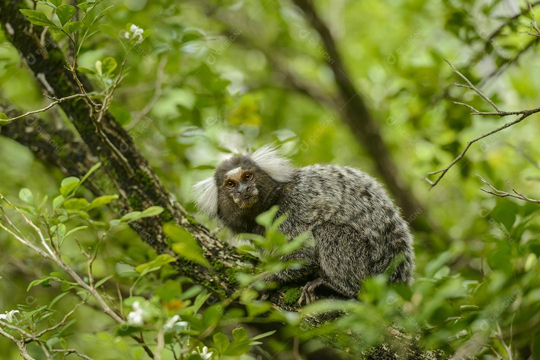 Macaco Callithrix em cima de arvore na floresta