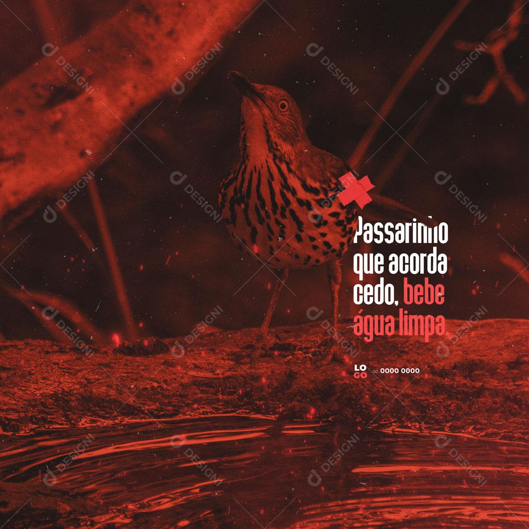 Frase Motivacional Passarinho Que Acorda Cedo, Bebe Água Limpa Social Media PSD Editável