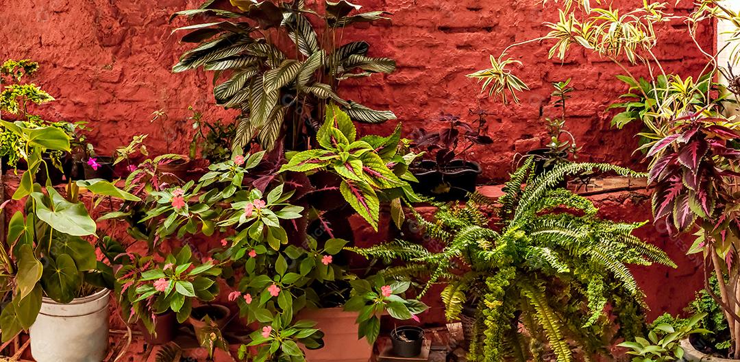 Fundo de textura de diversas e coloridas plantas tropicais. jardim tropical