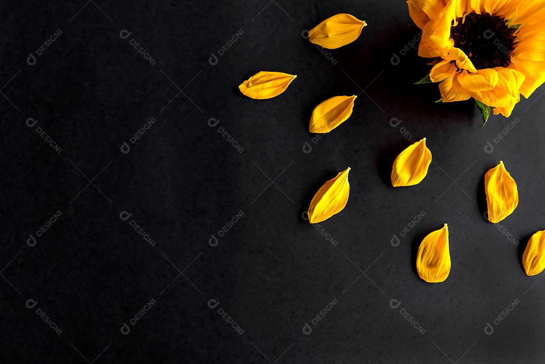 girassol e pétalas de girassol em fundo preto