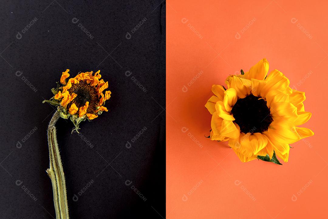 Girassol em fundo laranja e girassol murcho em preto