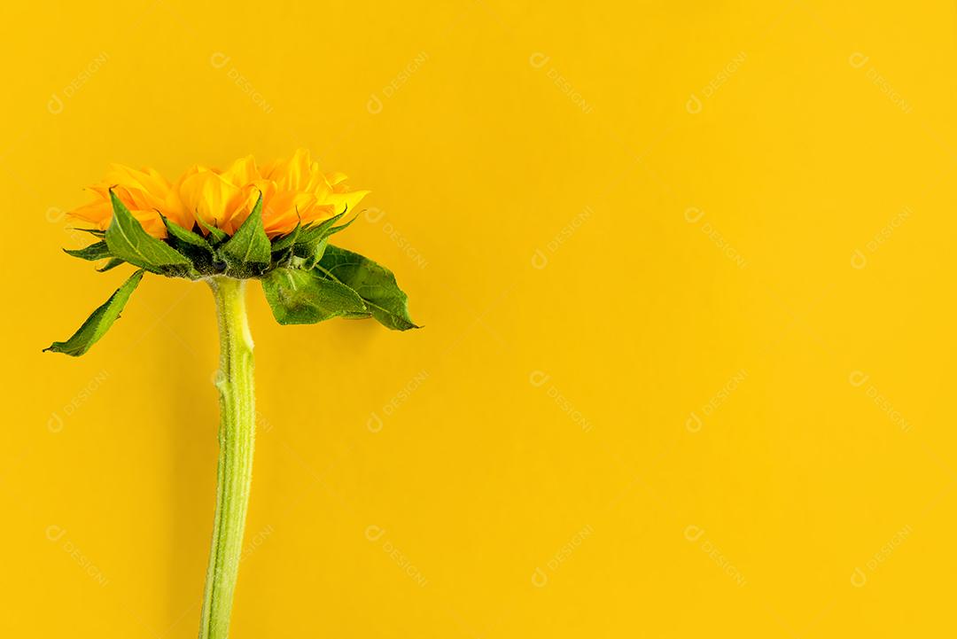 Girassol em fundo amarelo