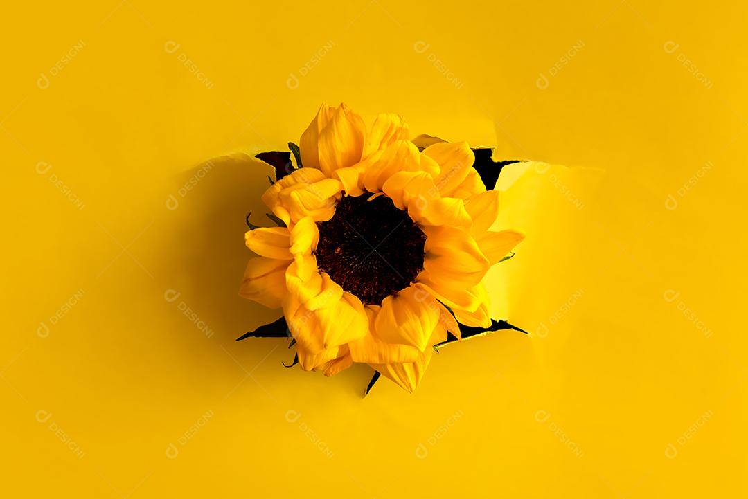 Girassol rasgando papel amarelo