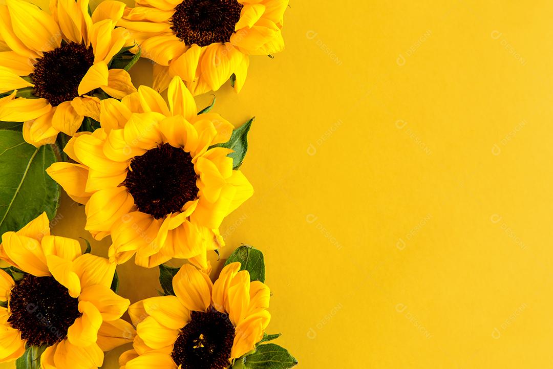Girassóis em fundo amarelo