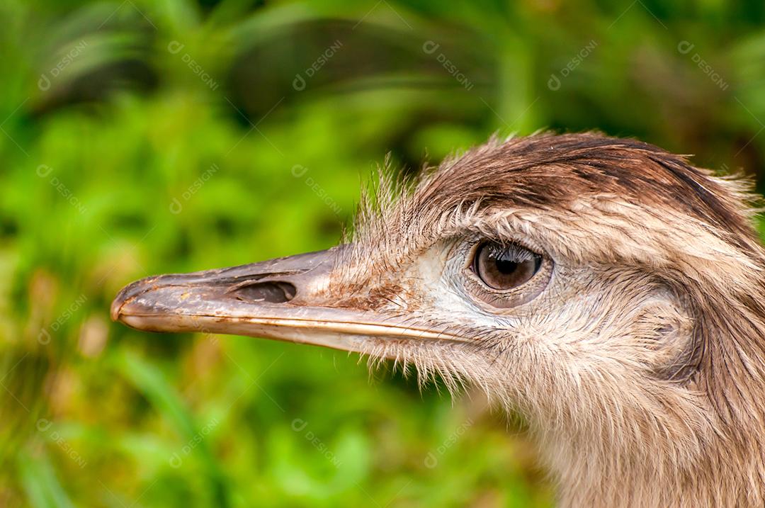 maior ema (Rhea americana), bela e grande ave olhando