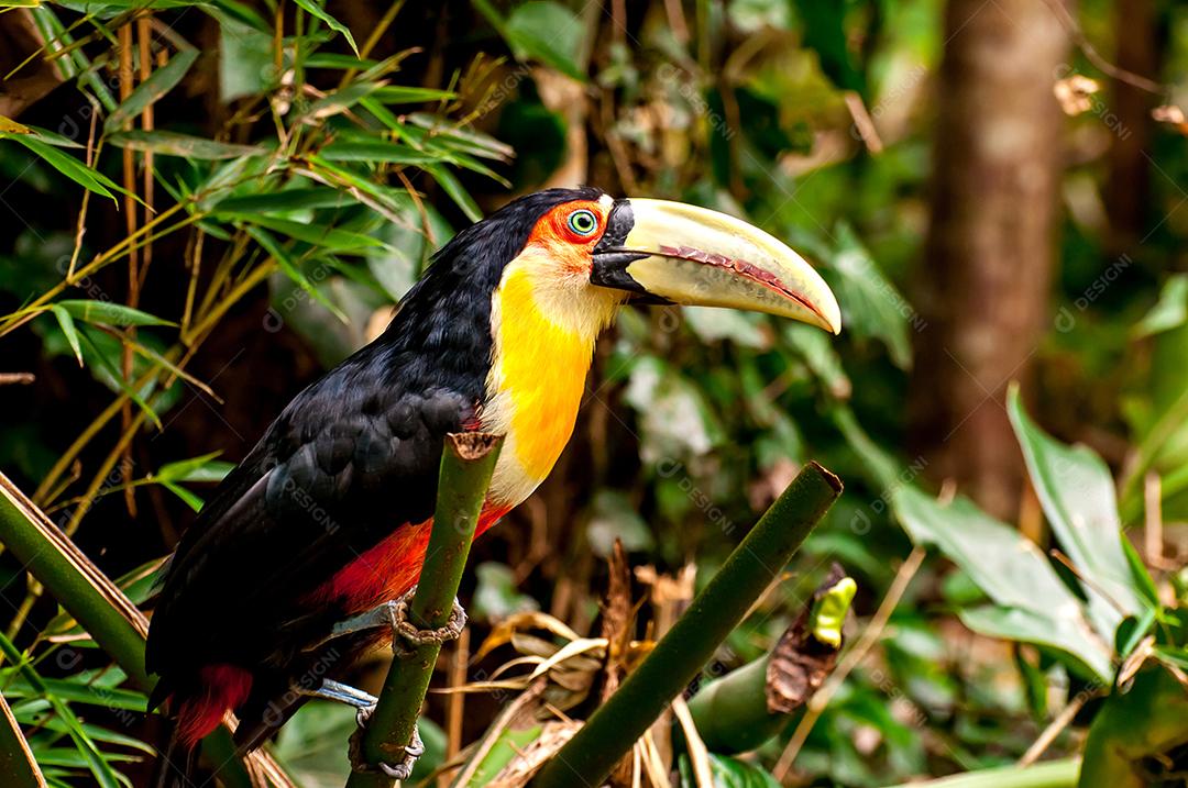 tucano-de-bico-verde (Ramphastos dicolorus), lindo tucano