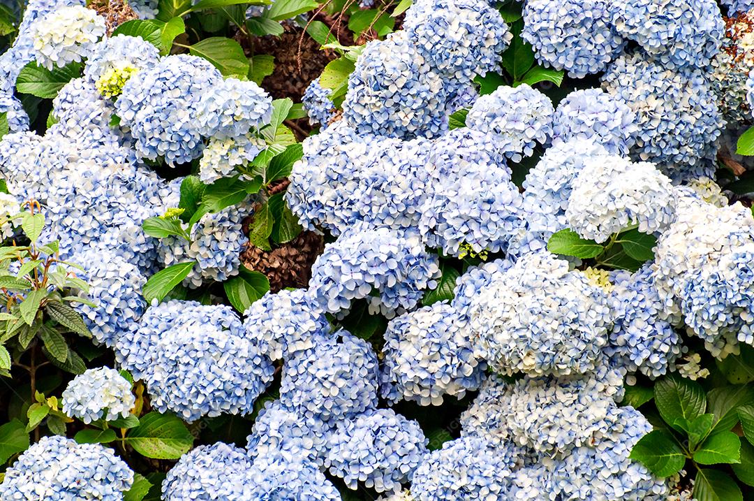 Macrophylla de hortênsia, fundo de textura de planta de hortênsia.