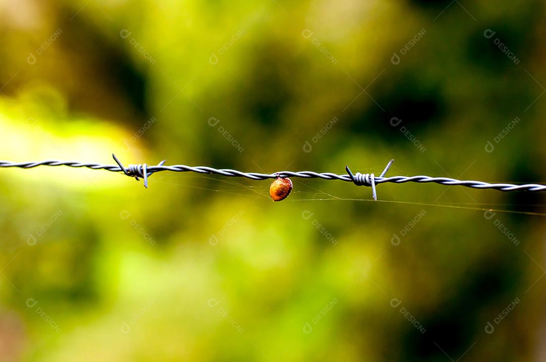Casulo de inseto feito em cerca de jardim