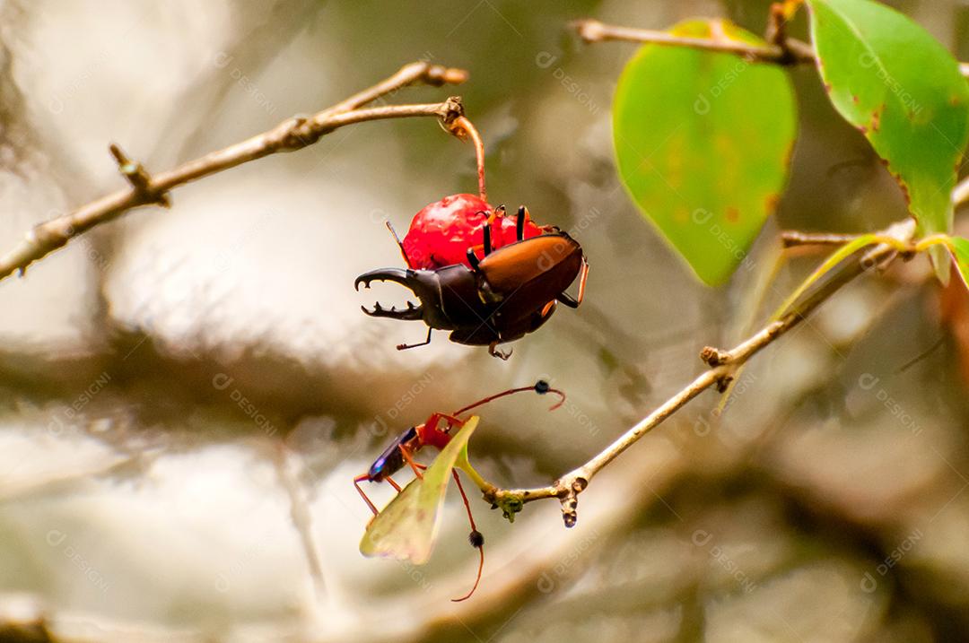 Insetos que se alimentam de frutas cereja, besouro Compsocerus violaceus
