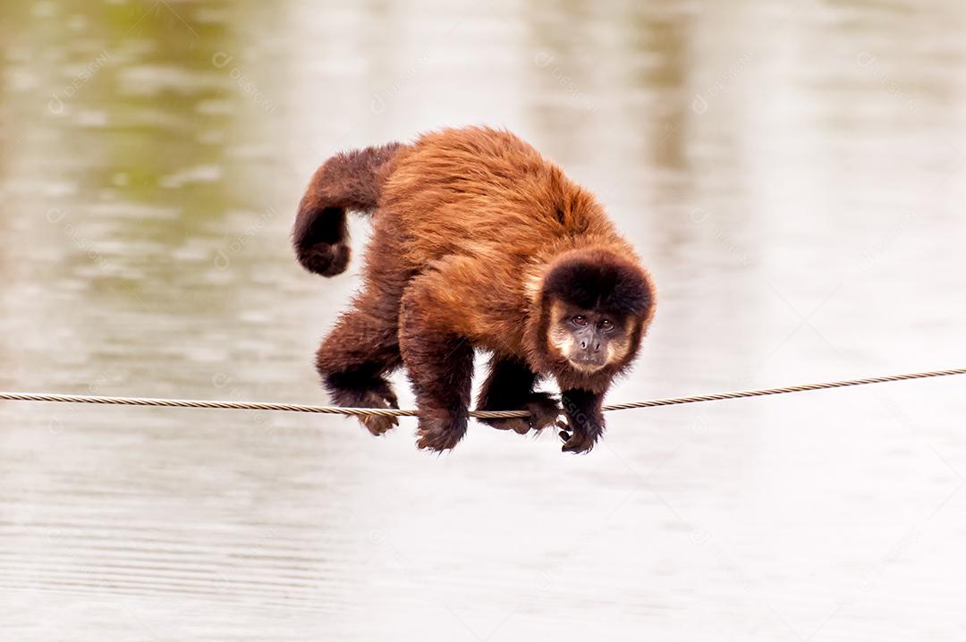 Macaco equilibrando-se em uma corda sobre um lago no Brasil