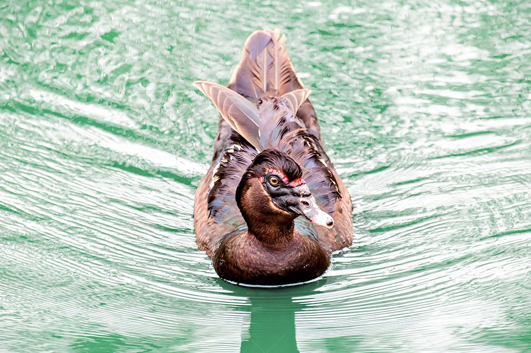 Pato do mato no logo