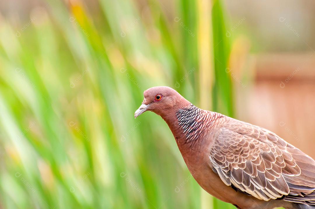 Ave pombo Picazuro (Patagioenas picazuro) na natureza no Brasil