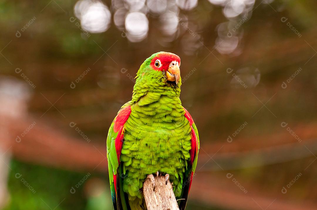 amazona de óculos vermelhos (Amazona pretrei), lindo papagaio