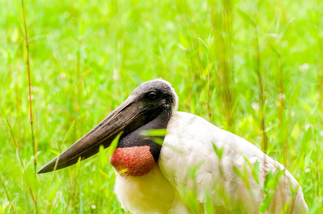 O jaburu (Jabiru mycteria) é uma bela ave no Brasil.