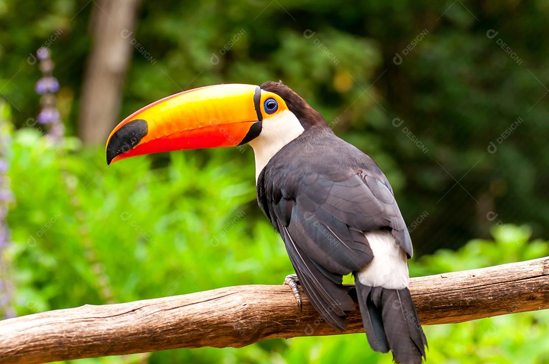 tucano toco (Ramphastos toco), lindo tucano comum no Brasil