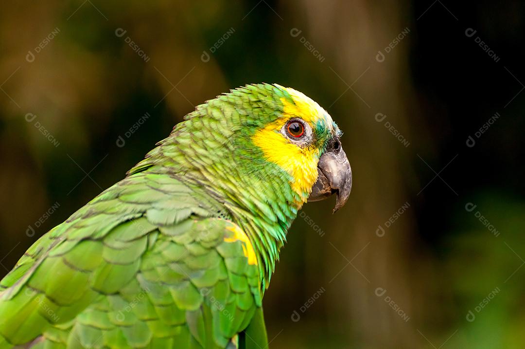 amazona-de-cara-turquesa (Amazona aestiva), bela