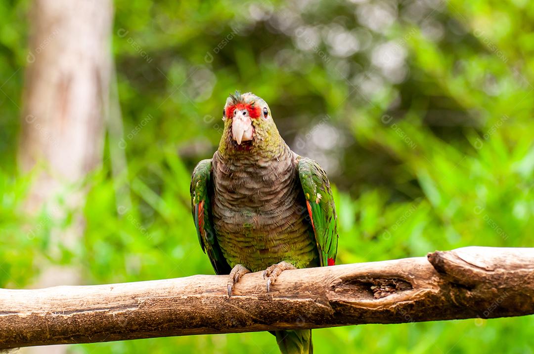 amazona-de-cara-turquesa (Amazona aestiva), bela