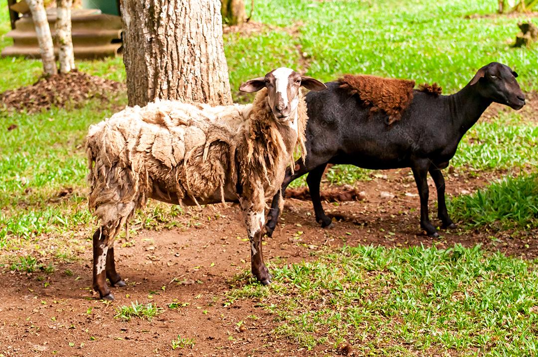 Ovelhas brancas e ovelhas negras no jardim da fazenda