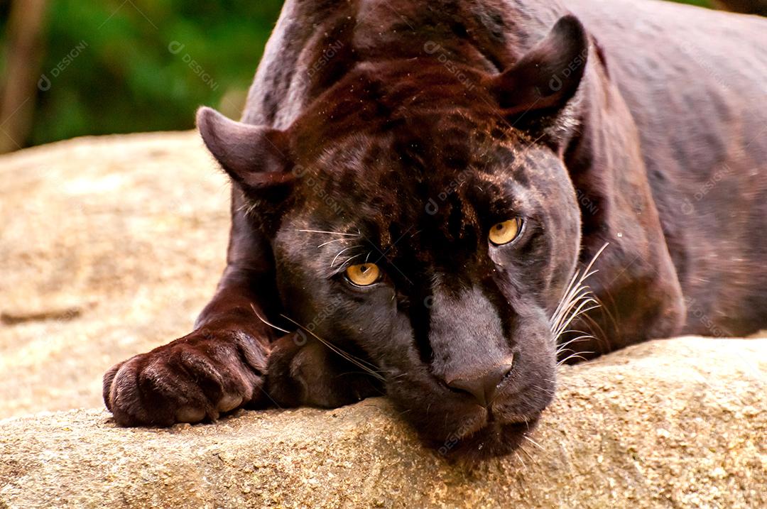 Linda e rara onça negra no Brasil, (Panthera onca)