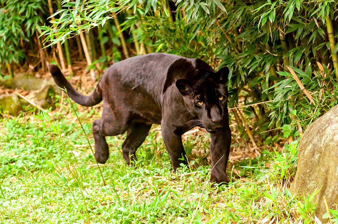 Linda e rara onça negra no Brasil, (Panthera onca)