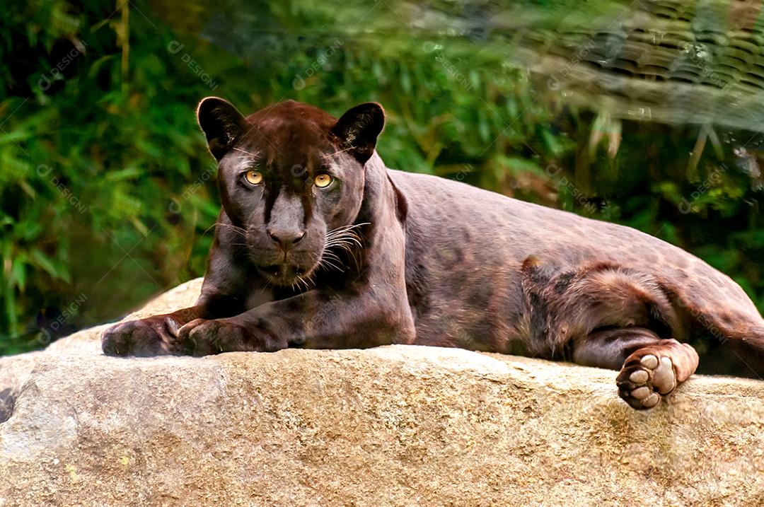 Linda e rara onça negra no Brasil, (Panthera onca) looki