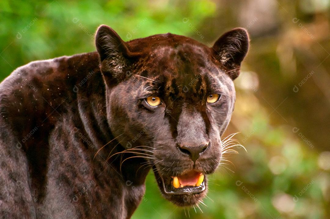 Linda e rara onça negra no Brasil, (Panthera onca)