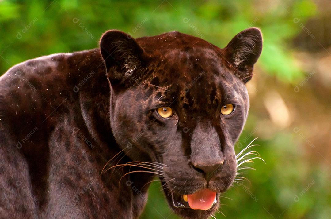 Linda e rara onça negra no Brasil, (Panthera onca)