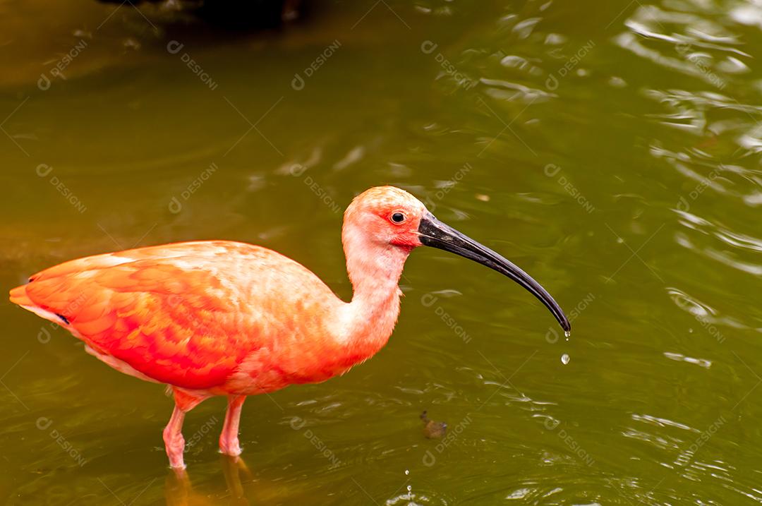 Belo pássaro escarlate ibis (Eudocimus ruber) no brasil